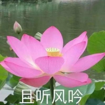 小七手游奇迹最强者下载